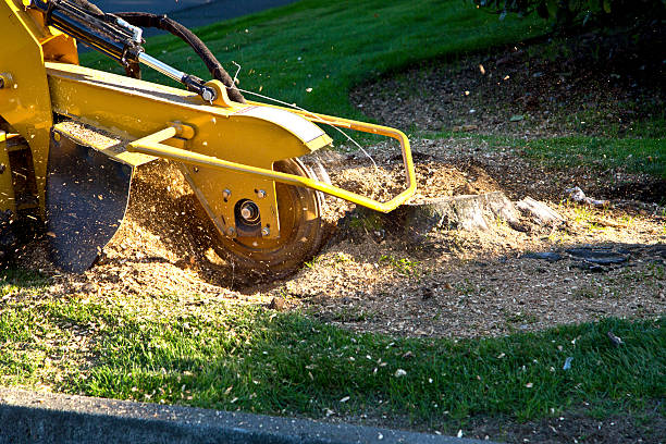 Best Fruit Tree Pruning  in Bloomingdale, GA